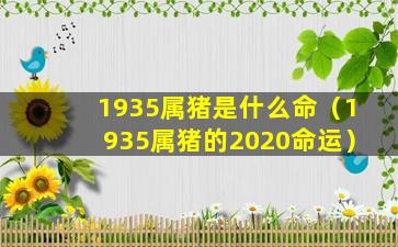 1935属猪是什么命（1935属猪的2020命运）