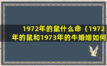 1972年的鼠什么命（1972年的鼠和1973年的牛婚姻如何）