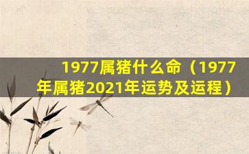 1977属猪什么命（1977年属猪2021年运势及运程）