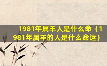 1981年属羊人是什么命（1981年属羊的人是什么命运）