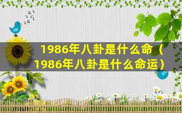 1986年八卦是什么命（1986年八卦是什么命运）