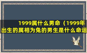 1999属什么男命（1999年出生的属相为兔的男生是什么命运）