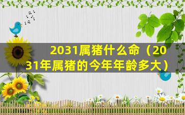 2031属猪什么命（2031年属猪的今年年龄多大）