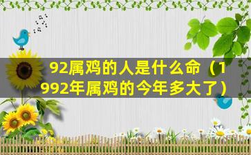 92属鸡的人是什么命（1992年属鸡的今年多大了）