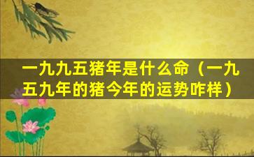 一九九五猪年是什么命（一九五九年的猪今年的运势咋样）