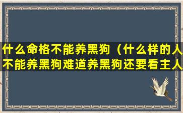 什么命格不能养黑狗（什么样的人不能养黑狗难道养黑狗还要看主人属相(3)）