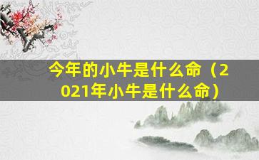 今年的小牛是什么命（2021年小牛是什么命）