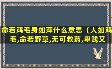 命若鸿毛身如萍什么意思（人如鸿毛,命若野草,无可救药,卑贱又骄傲）