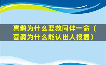 喜鹊为什么要救同伴一命（喜鹊为什么能认出人报复）