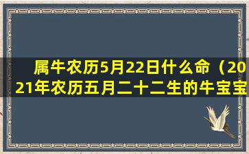 属牛农历5月22日什么命（2021年农历五月二十二生的牛宝宝命运如何）