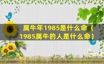 属牛年1985是什么命（1985属牛的人是什么命）