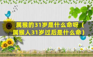 属猴的31岁是什么命呀（属猴人31岁过后是什么命）