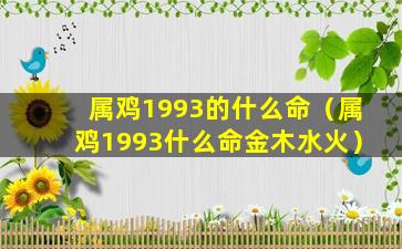 属鸡1993的什么命（属鸡1993什么命金木水火）