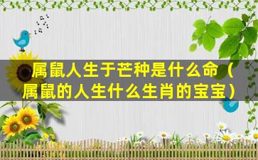 属鼠人生于芒种是什么命（属鼠的人生什么生肖的宝宝）