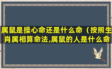 属鼠是操心命还是什么命（按照生肖属相算命法,属鼠的人是什么命）