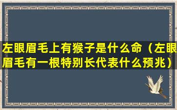 左眼眉毛上有猴子是什么命（左眼眉毛有一根特别长代表什么预兆）