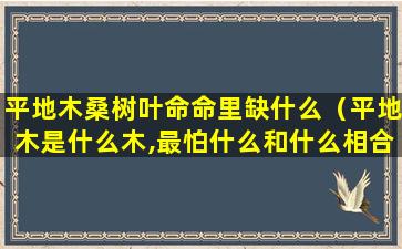 平地木桑树叶命命里缺什么（平地木是什么木,最怕什么和什么相合）