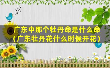 广东中那个牡丹命是什么命（广东牡丹花什么时候开花）