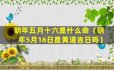 明年五月十六是什么命（明年5月16日是黄道吉日吗）