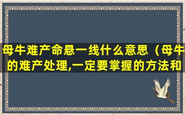 母牛难产命悬一线什么意思（母牛的难产处理,一定要掌握的方法和技巧!）