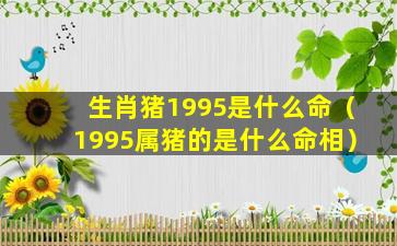 生肖猪1995是什么命（1995属猪的是什么命相）