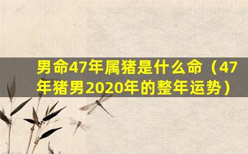 男命47年属猪是什么命（47年猪男2020年的整年运势）