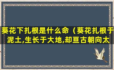 葵花下扎根是什么命（葵花扎根于泥土,生长于大地,却亘古朝向太阳）