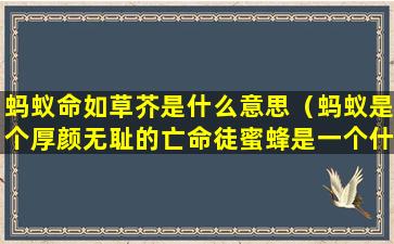 蚂蚁命如草芥是什么意思（蚂蚁是个厚颜无耻的亡命徒蜜蜂是一个什么）