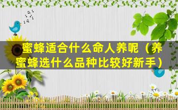 蜜蜂适合什么命人养呢（养蜜蜂选什么品种比较好新手）