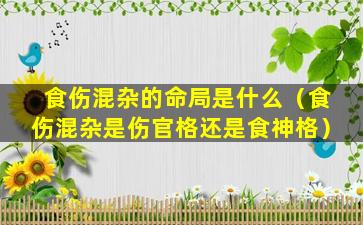 食伤混杂的命局是什么（食伤混杂是伤官格还是食神格）