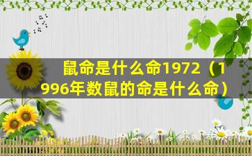 鼠命是什么命1972（1996年数鼠的命是什么命）